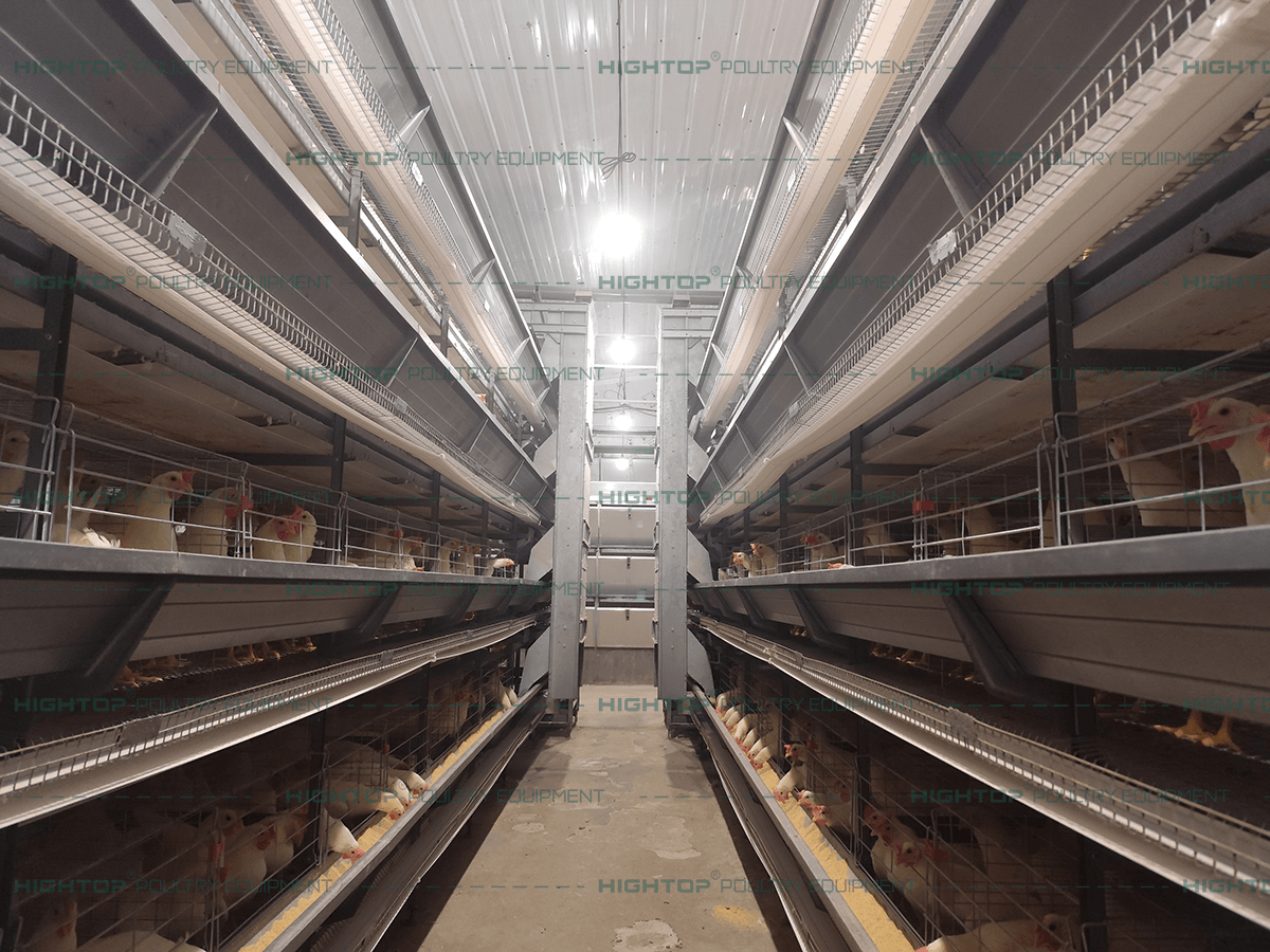 Automatic feeding system after the farm entered operation.