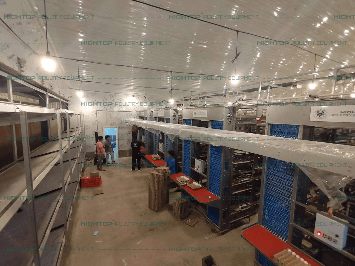 Central egg collection line installation and testing.