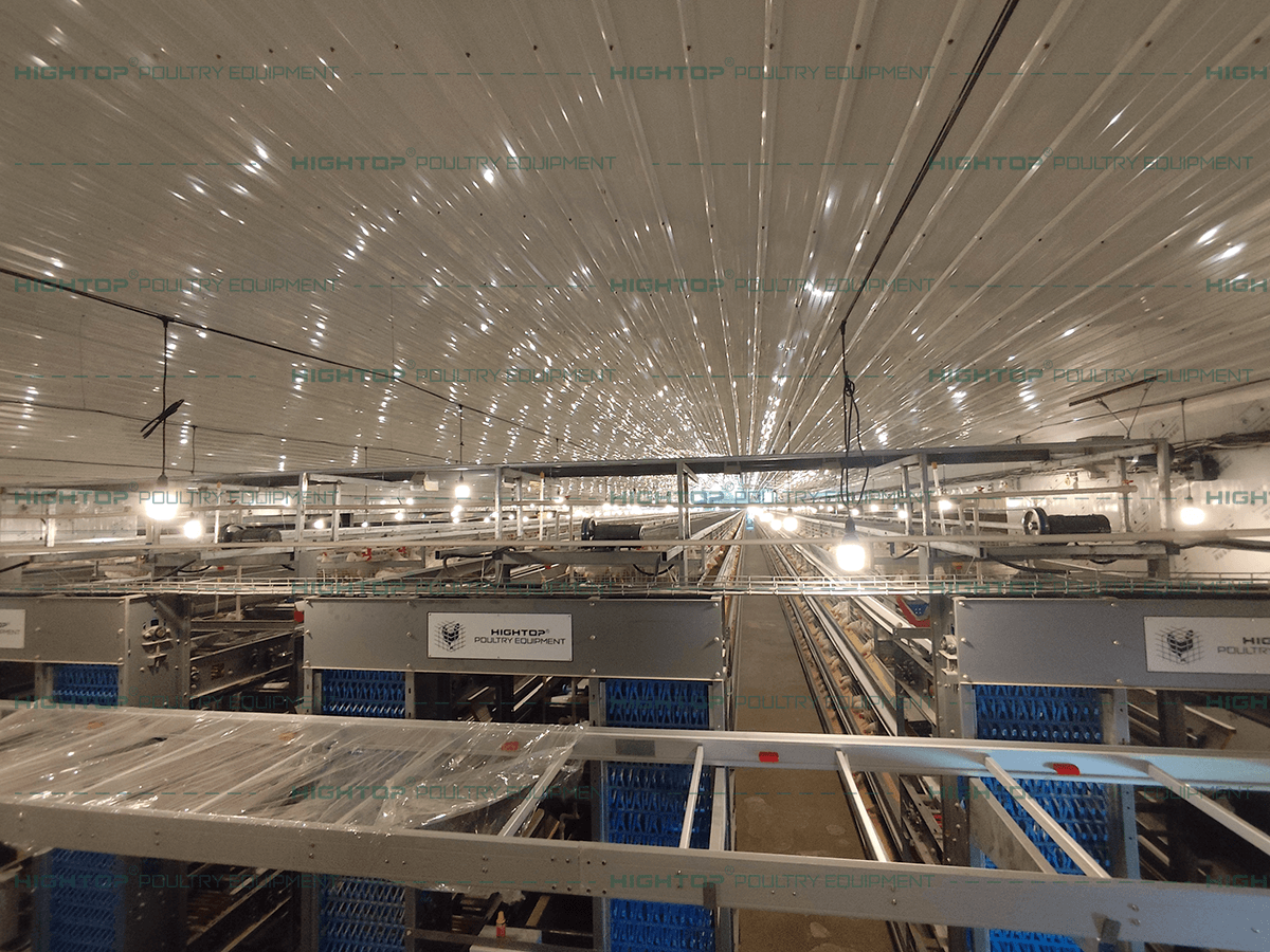 H-Type cage rows inside the operating layer house.