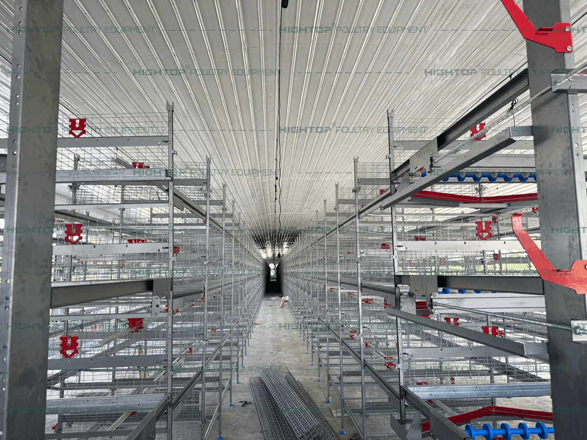 Installation of the 4-tier cage system.
