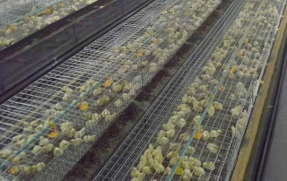 How to Start Broiler Chicken Farming Business Plan For Broiler Production