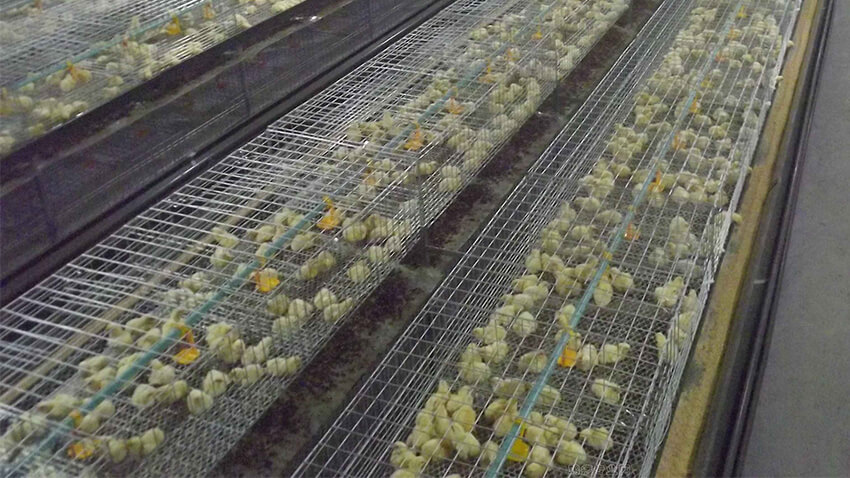 big chicken farm broiler chickens