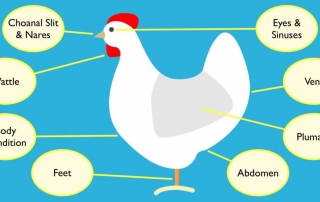 Chicken Health and Disease Prevention
