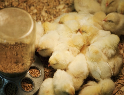 How to Raise Baby Chicks in the First 10 Days