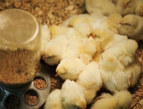 business plan egg farm How to Raise Baby Chicks in the First 10 Days