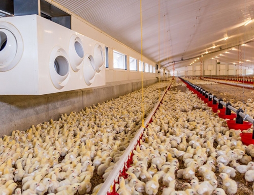Nine Key Points of Daily Management of Broiler Breeding