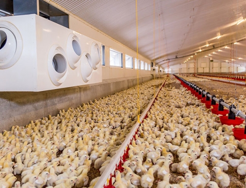 business plan egg farm Nine Key Points of Daily Management of Broiler Breeding