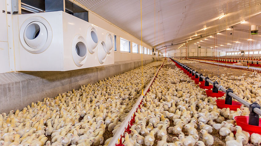 Daily Management of Broiler Breeding