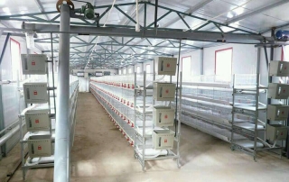 battery cage for broilers