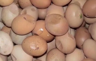 How to Prevent Egg Quality Decline in Late Egg Production