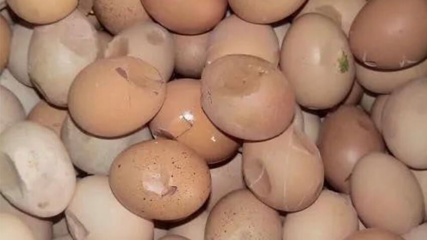 How to Prevent Egg Quality Decline in Late Egg Production