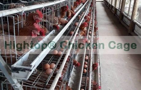 Layer Chicken Farm Project in Uganda