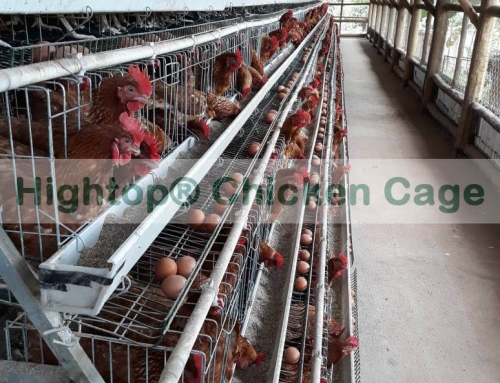 Small Layer Chicken Farm Project in Uganda