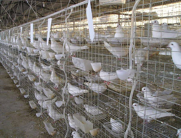 Pigeon Cage for Pigeon Farm