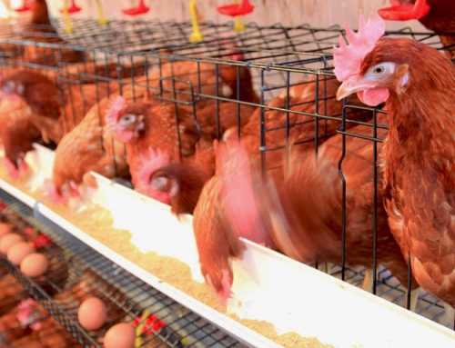business plan egg farm Why Chickens Laying Thin-shell Eggs and How to Prevent?