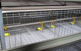 baby chick cage for sale