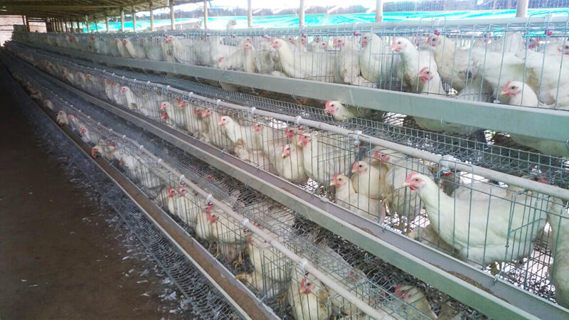 battery cage poultry farming