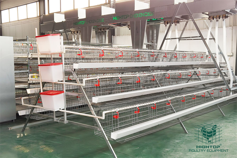 battery cage system with automatic chicken feeding machine