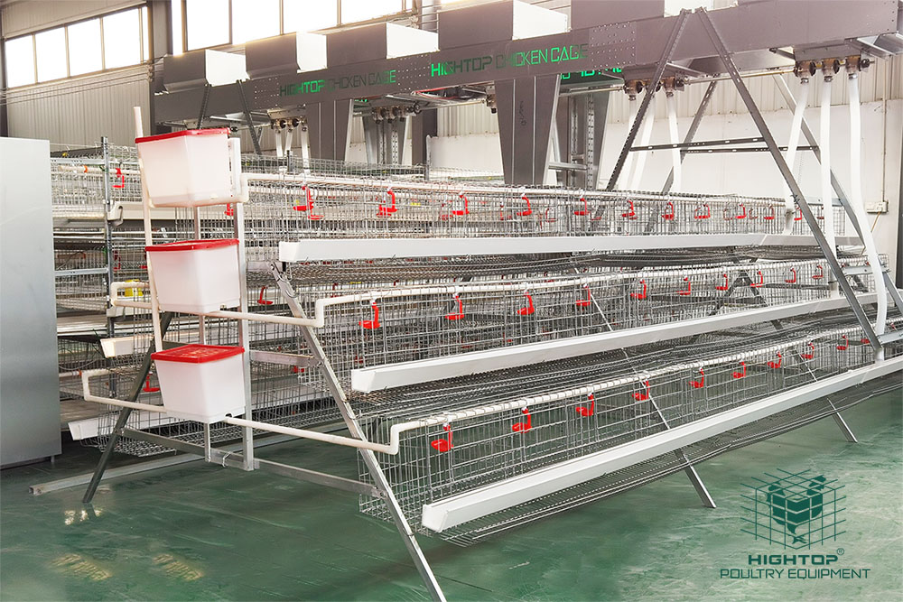Automatic Chicken Feeding Machine For Chicken Farm