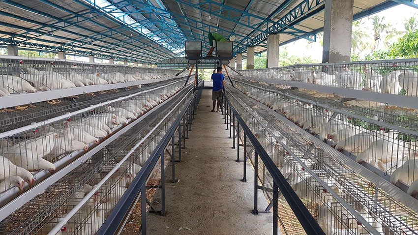 chicken farm business in Philippines