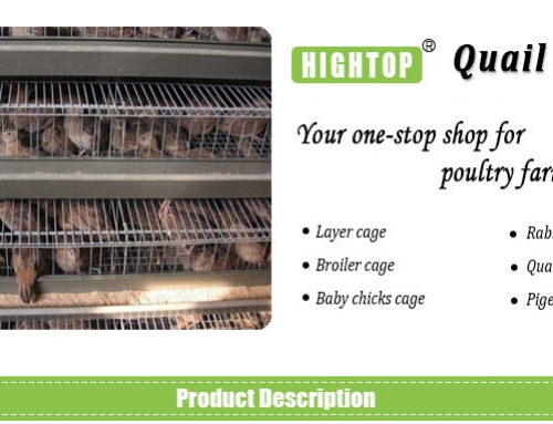 Commercial Quail Cages for Egg Production