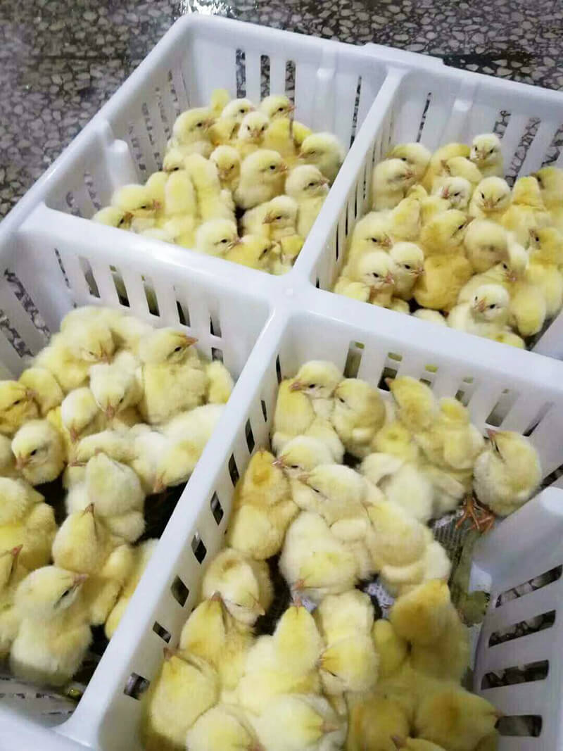 chicken transport crates