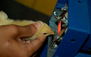 chicken debeaking or beak trimming