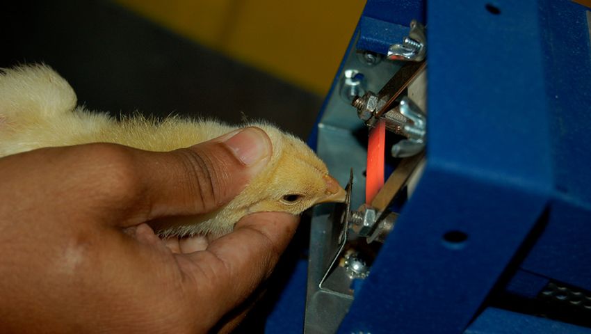 When and How to Debeak Chickens - Beak Trimming Tips ...