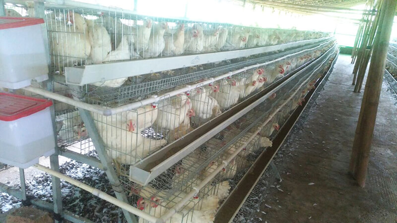chicken egg farm in India