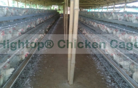 chicken egg farming business