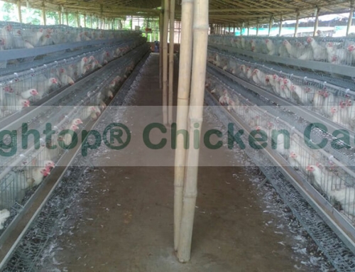 Small Layer Chicken Egg Farming Business in India