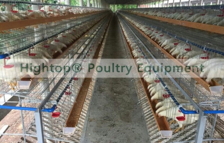 layer chicken farm in Philippines How to Start Poultry Farming Business Plan