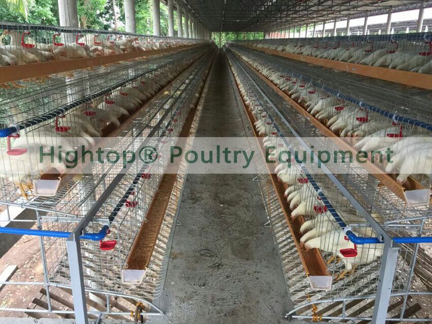 layer chicken farm in Philippines How to Start Poultry Farming Business Plan