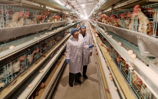 chicken farming business