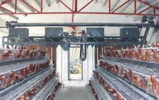 chicken feeding machine