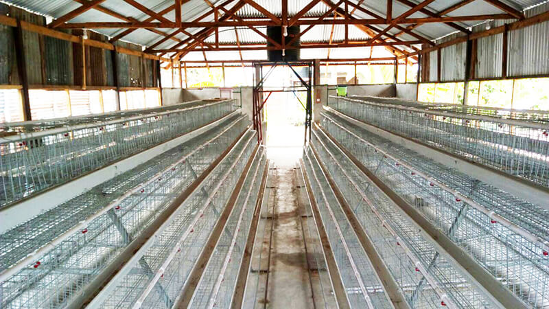 commercial chicken farming