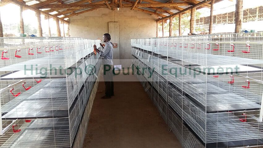 day old chick cage