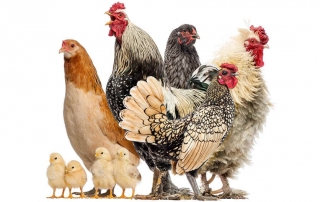 different types of chickens