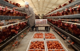 How to Increase Egg Production, poultry farming business plan