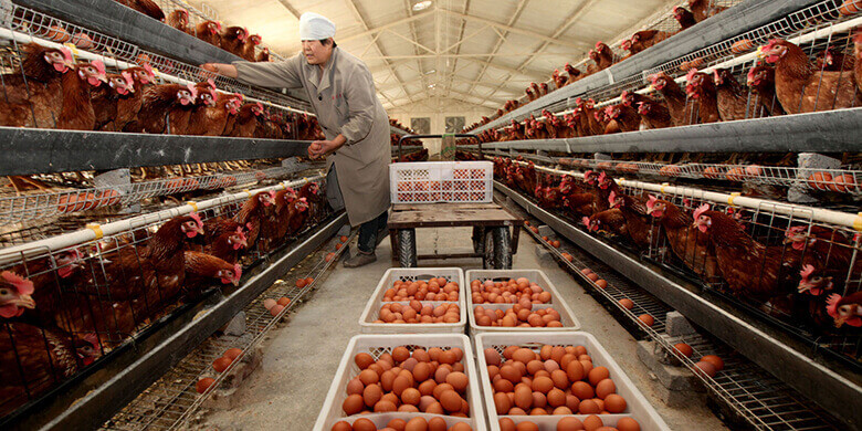 How to Increase Egg Production in Commercial Layers ...
