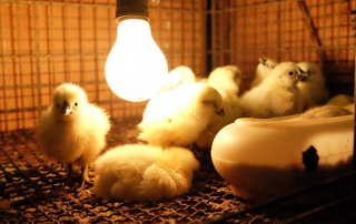 how to take care of chicks