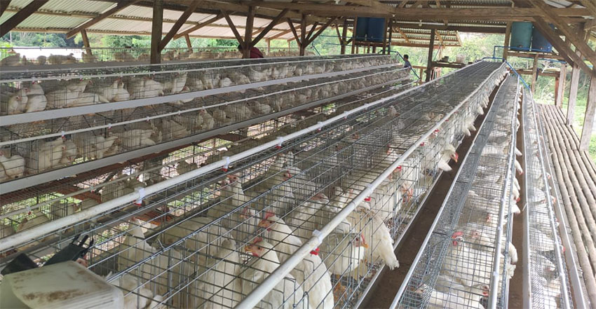 chicken farming project