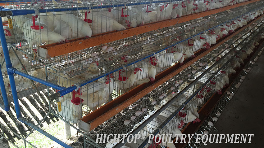 poultry house plans for 1000 chickens