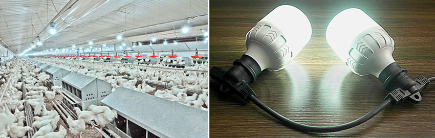 poultry house lighting systems