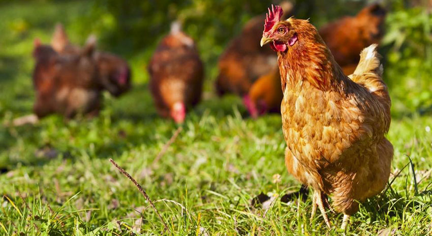 free range chicken farms