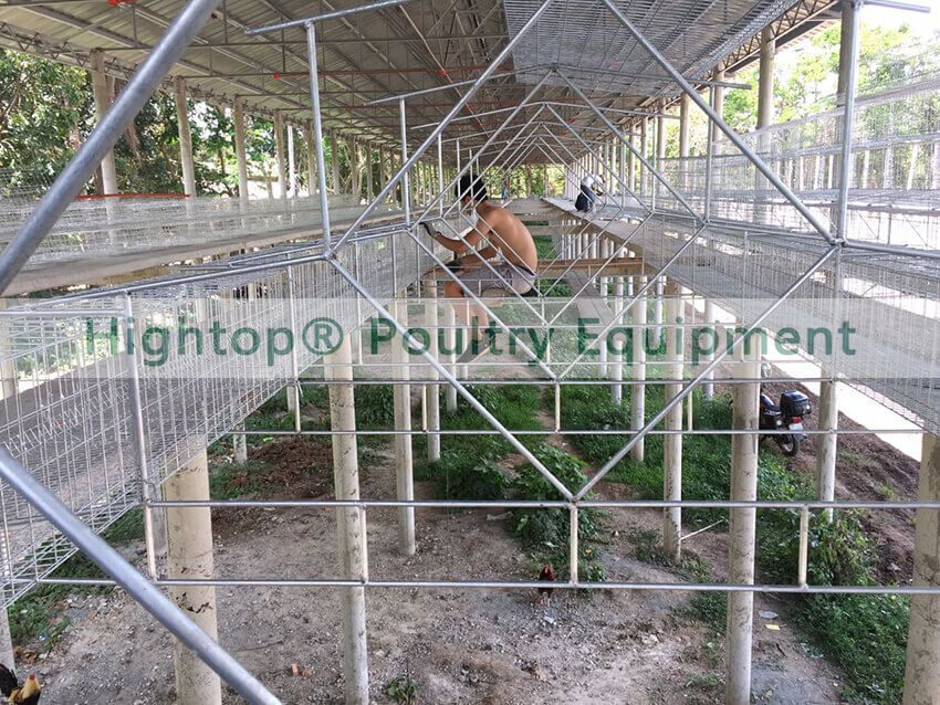 layer cage install in the Philippines