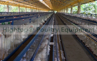 Open Type Poultry House