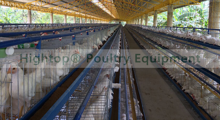 Open Type Poultry House